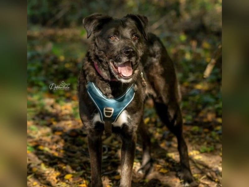 liebenswerter Oreo sucht klare Menschen