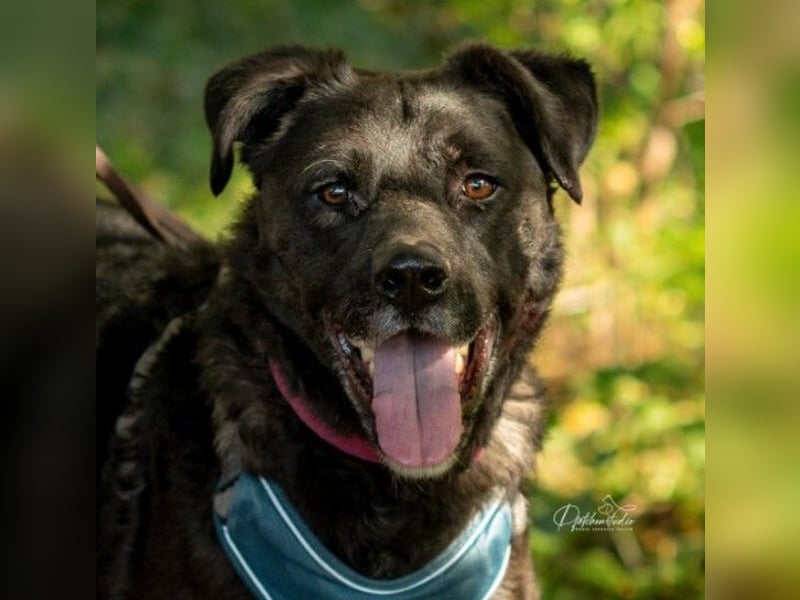 liebenswerter Oreo sucht klare Menschen