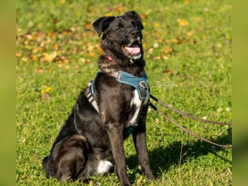 liebenswerter Oreo sucht klare Menschen