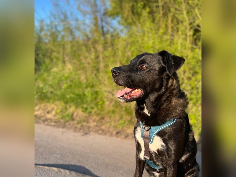 Liebenswerter Oreo sucht seine Menschen