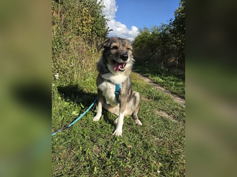 Ernie – gutmütig, freundlich und voller Lebensfreude