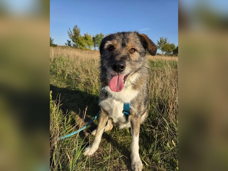 Ernie – gutmütig, freundlich und voller Lebensfreude