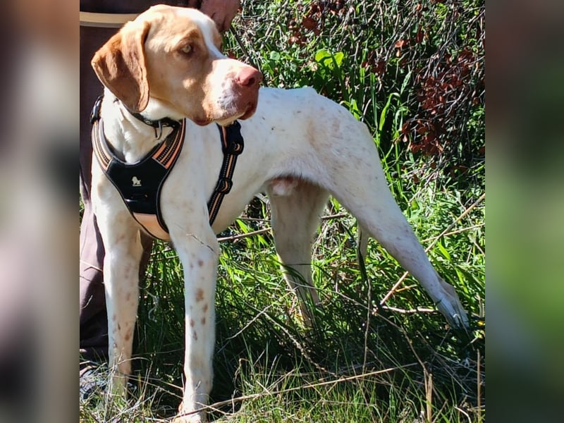 RUSSEL sucht ein zu Hause