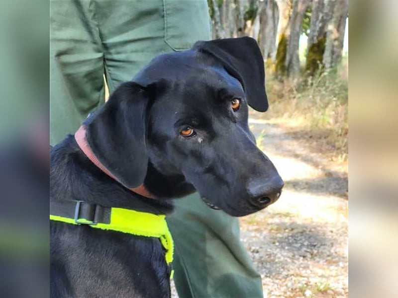 Scott, der eigenwillige