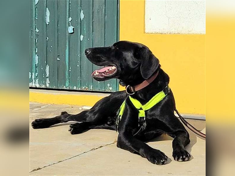 Scott, der eigenwillige