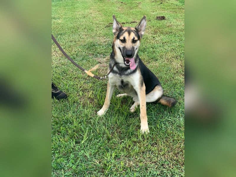 Max sucht ein zu Hause