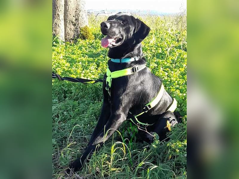 Scott, der eigenwillige