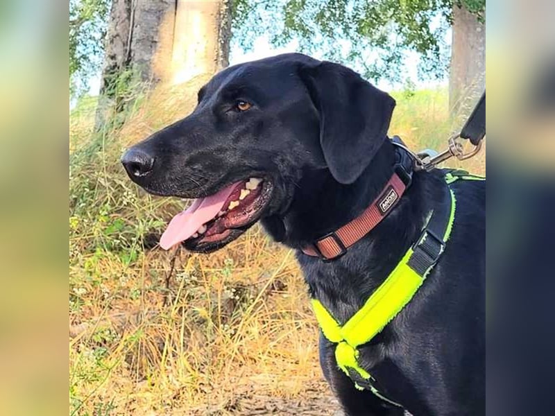 Scott, der eigenwillige