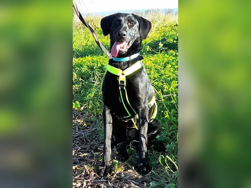 Scott, der eigenwillige