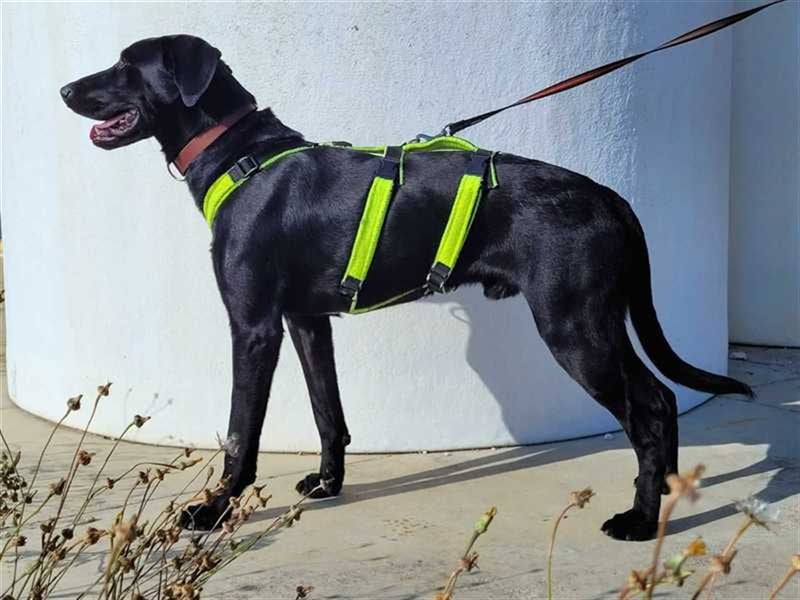 Scott, der eigenwillige