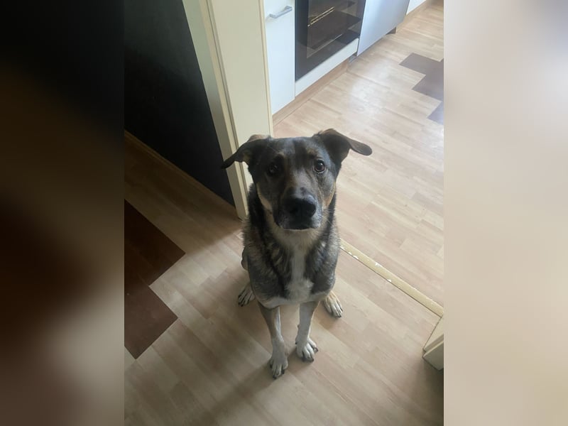 Chico sucht ein zu Huase