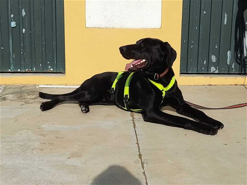 Scott, der eigenwillige