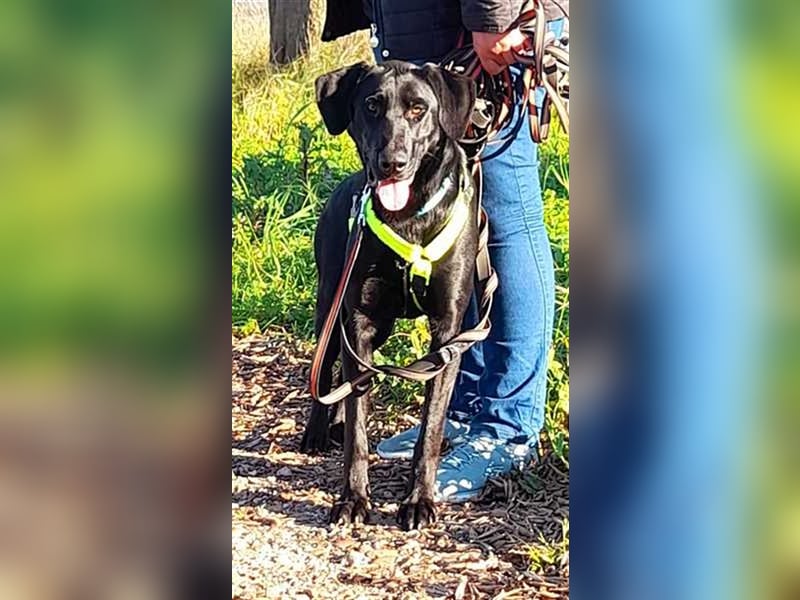 Scott, der eigenwillige