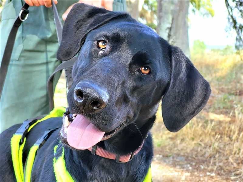 Scott, der eigenwillige