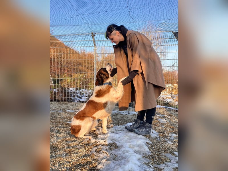 Brienne Slowakei (NB) Moskauer Wachhund Hündin