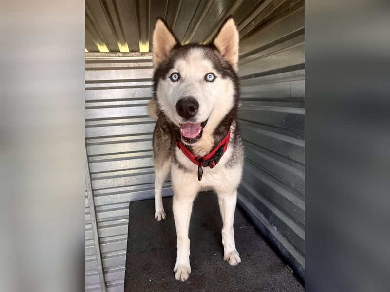  Ragnar, Rüde, noch in der Slowakei (NB) - freundlich zu Hund und Mensch