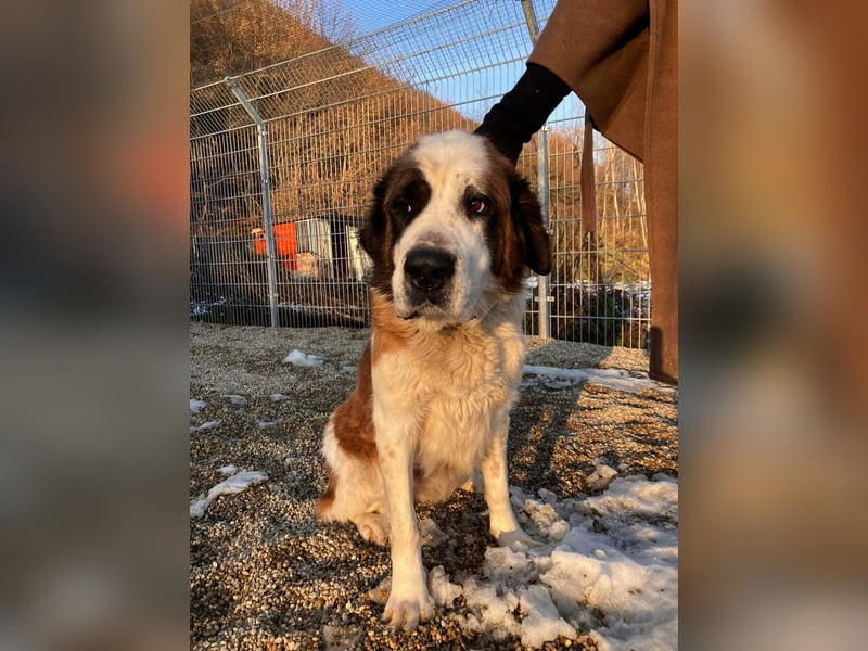 Brienne Slowakei (NB) Moskauer Wachhund Hündin