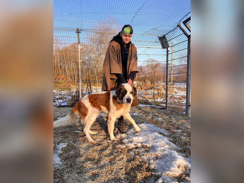 Brienne Slowakei (NB) Moskauer Wachhund Hündin
