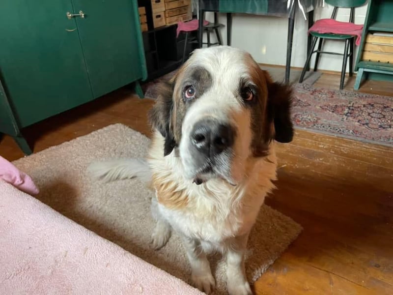 Brienne Slowakei (NB) Moskauer Wachhund Hündin