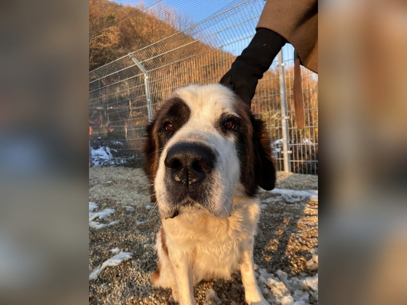 Brienne Slowakei (NB) Moskauer Wachhund Hündin