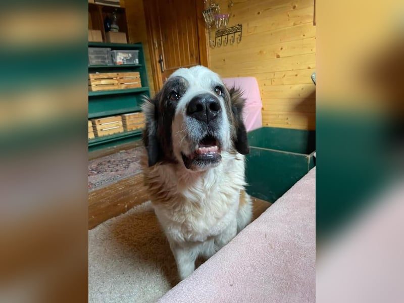 Brienne Slowakei (NB) Moskauer Wachhund Hündin