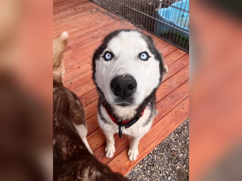  Ragnar, Rüde, noch in der Slowakei (NB) - freundlich zu Hund und Mensch