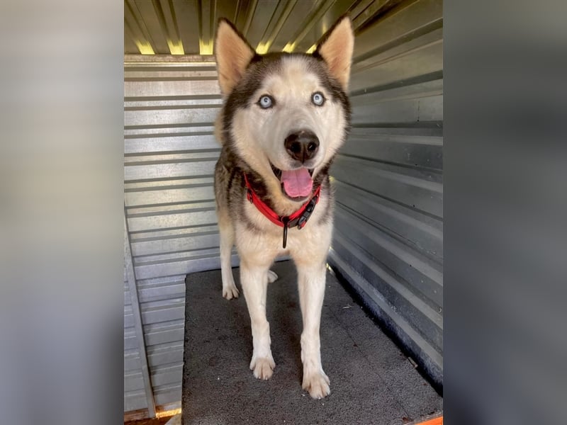  Ragnar, Rüde, noch in der Slowakei (NB) - freundlich zu Hund und Mensch