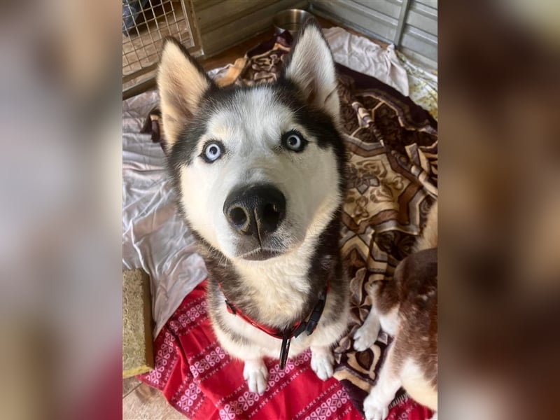  Ragnar, Rüde, noch in der Slowakei (NB) - freundlich zu Hund und Mensch