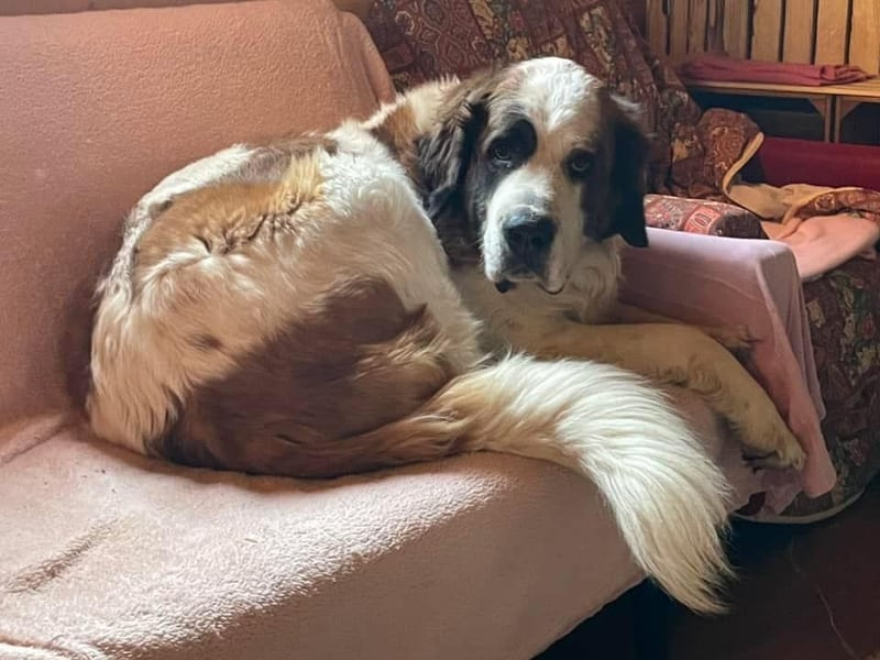 Brienne Slowakei (NB) Moskauer Wachhund Hündin