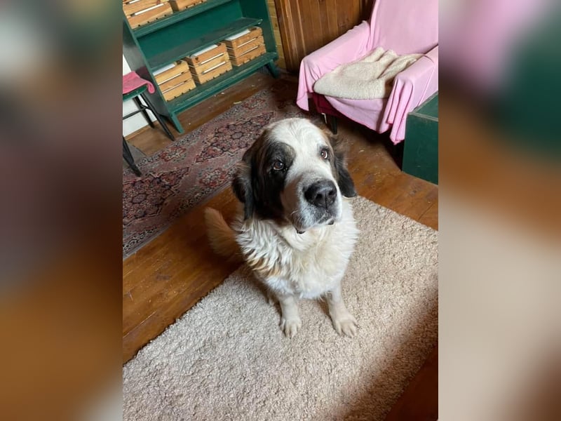 Brienne Slowakei (NB) Moskauer Wachhund Hündin