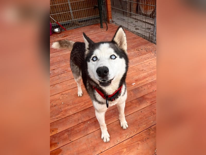  Ragnar, Rüde, noch in der Slowakei (NB) - freundlich zu Hund und Mensch