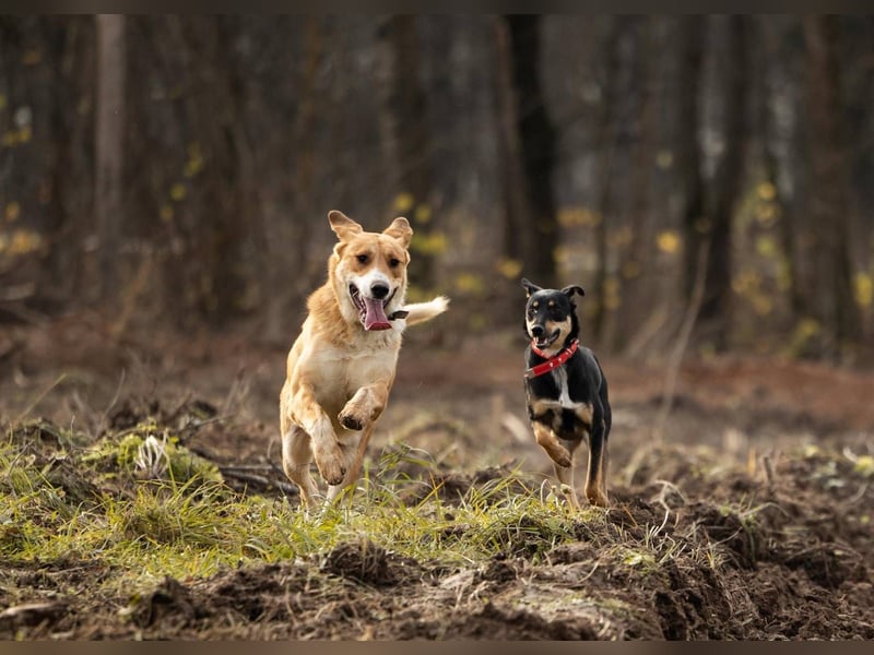 Balu – ein junger Teddybär mit großem Herz sucht seine Menschen