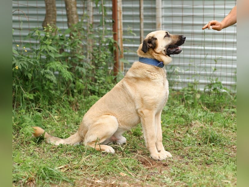 Charly, geb. 04/2023 – sanfter, gutmütiger Riese