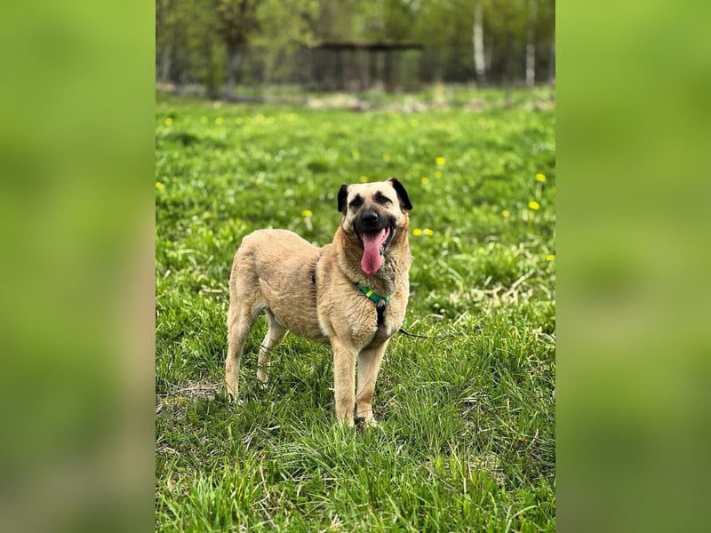 Charly, geb. 04/2023 – sanfter, gutmütiger Riese