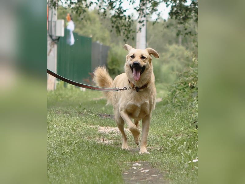ROBIN, geb. 10/2020, Pflegestelle oder Endstelle gesucht!