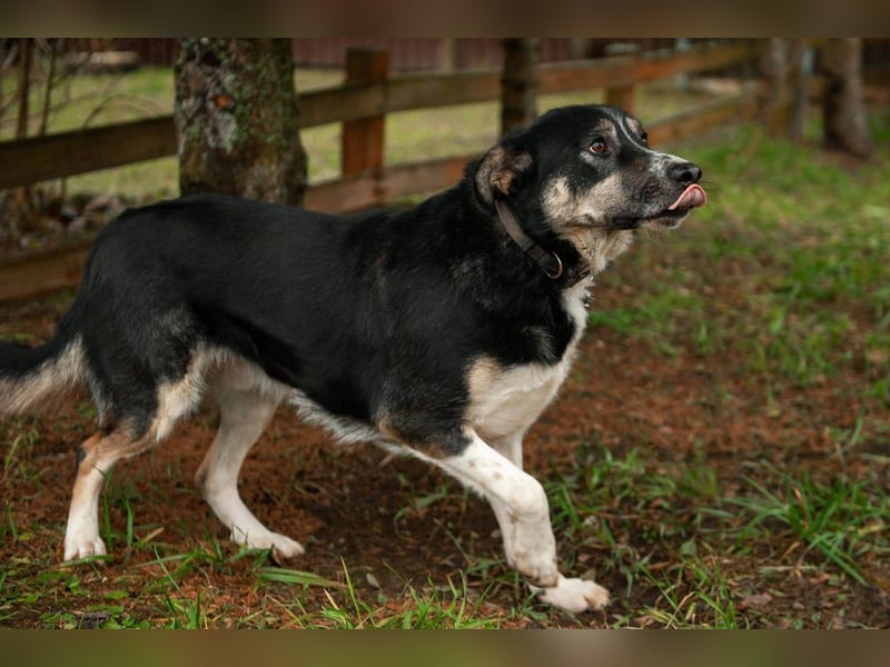 BARNY geb. 11/23 - hübscher Bube sucht seine Familie