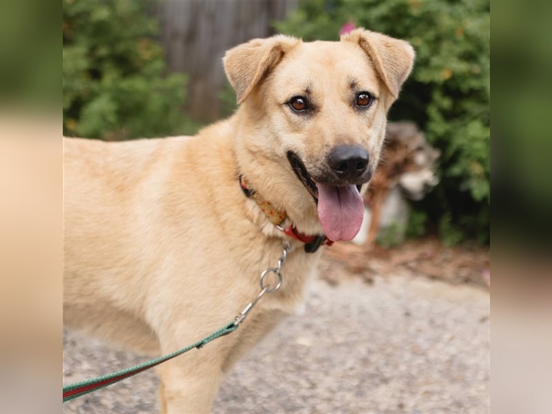 ROBIN, geb. 10/2020, Pflegestelle oder Endstelle gesucht!