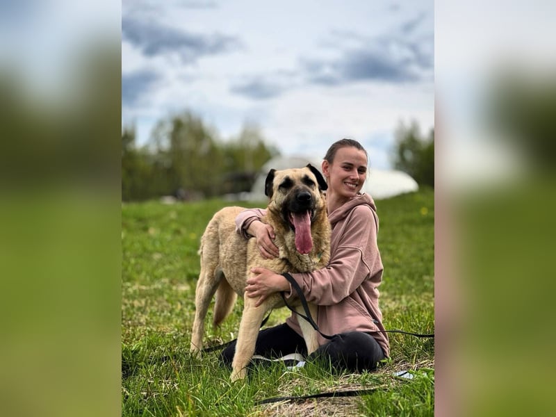 Charly, geb. 04/2023 – sanfter, gutmütiger Riese