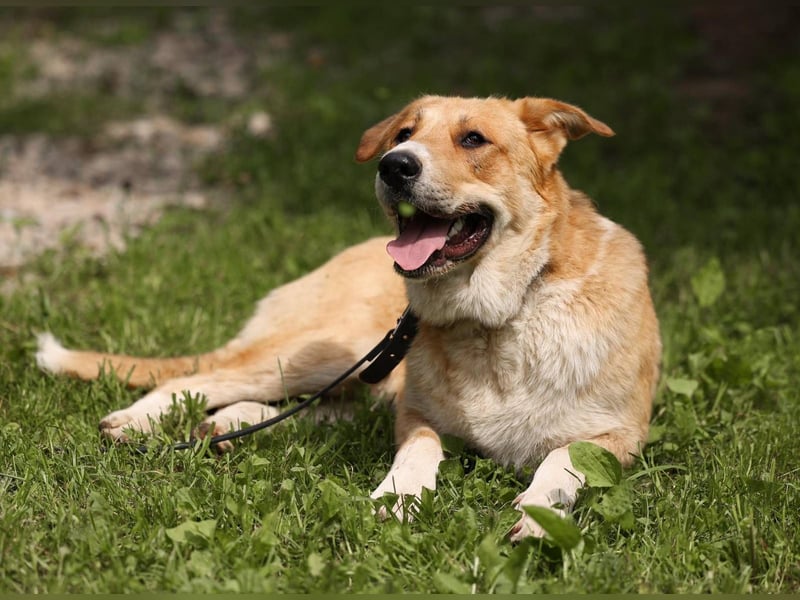 Balu – ein junger Teddybär mit großem Herz sucht seine Menschen