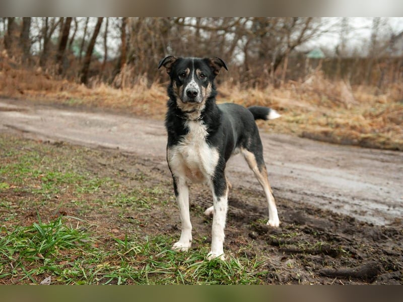 BARNY geb. 11/23 - hübscher Bube sucht seine Familie