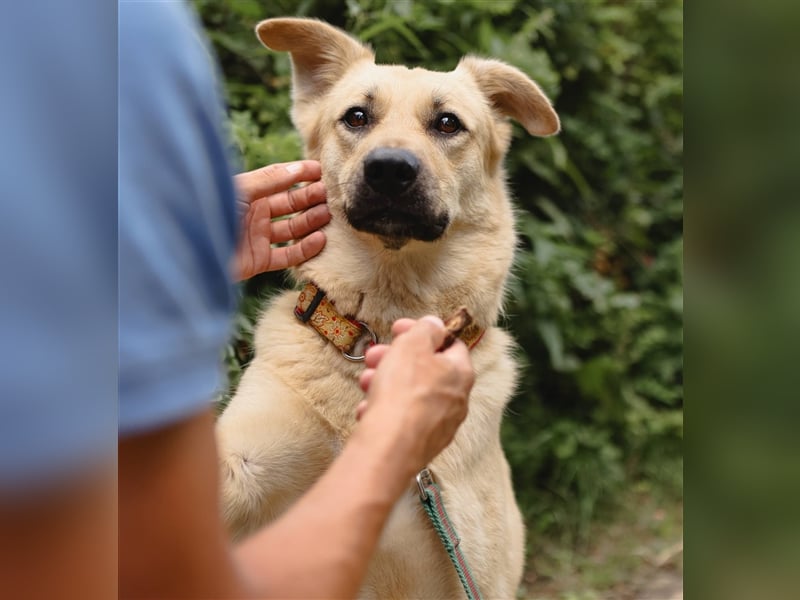 ROBIN, geb. 10/2020, Pflegestelle oder Endstelle gesucht!