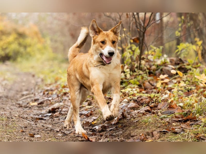 Balu – ein junger Teddybär mit großem Herz sucht seine Menschen