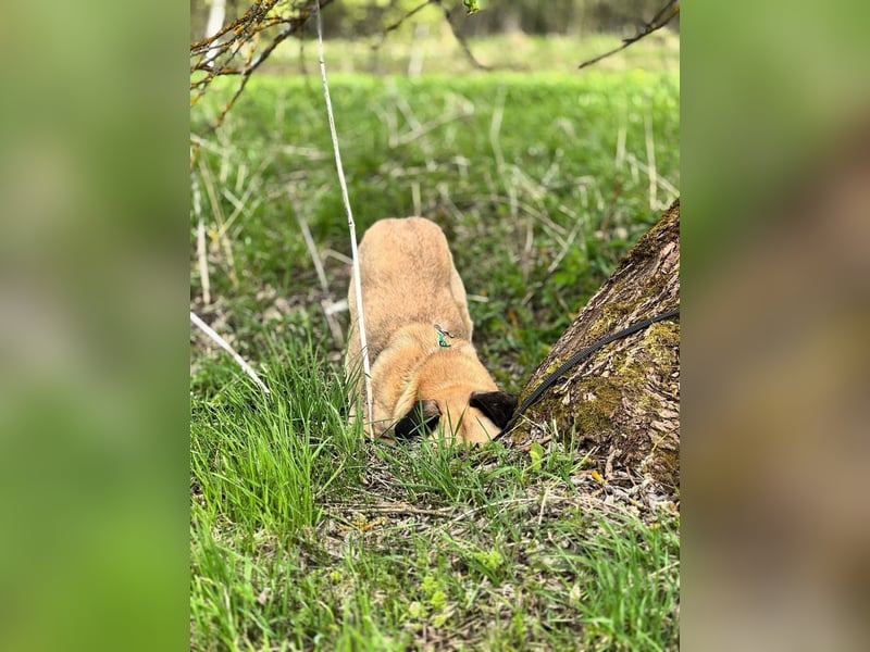 Charly, geb. 04/2023 – sanfter, gutmütiger Riese