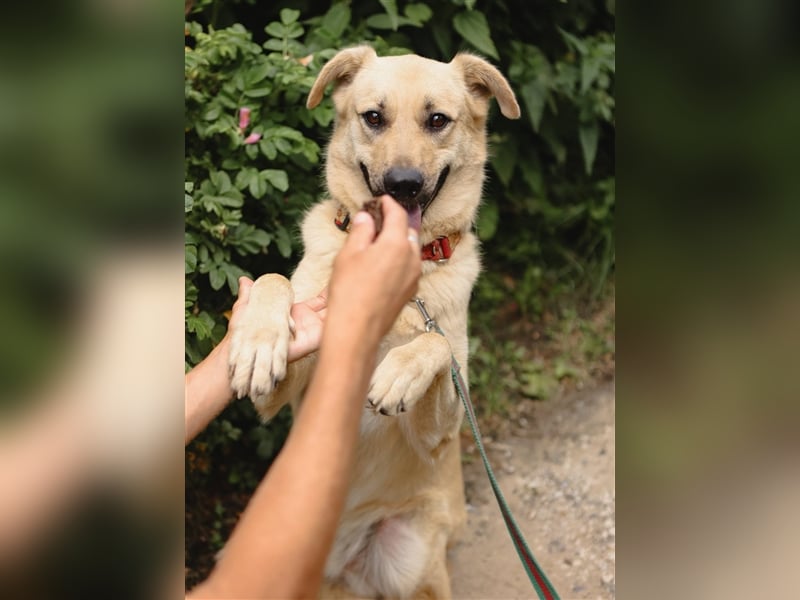 ROBIN, geb. 10/2020, Pflegestelle oder Endstelle gesucht!