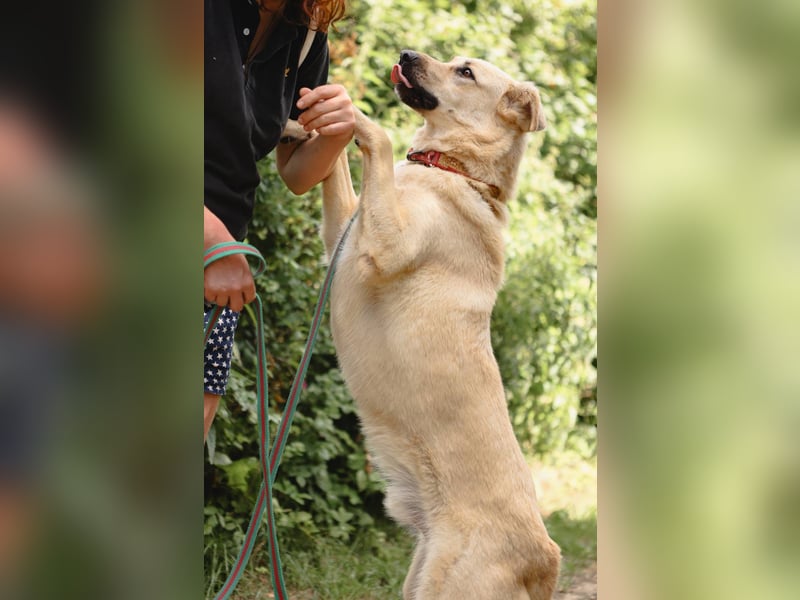 ROBIN, geb. 10/2020, Pflegestelle oder Endstelle gesucht!