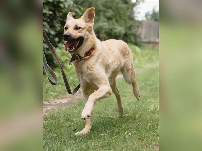 ROBIN, geb. 10/2020, Pflegestelle oder Endstelle gesucht!