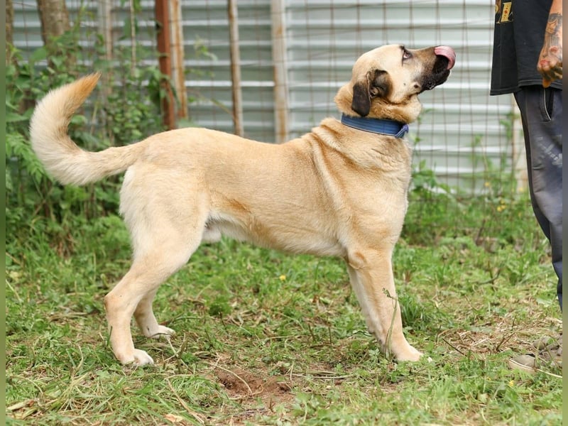 Charly, geb. 04/2023 – sanfter, gutmütiger Riese