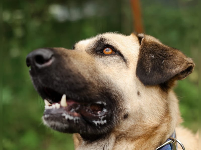 Charly, geb. 04/2023 – sanfter, gutmütiger Riese