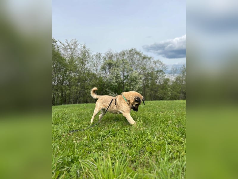 Charly, geb. 04/2023 – sanfter, gutmütiger Riese