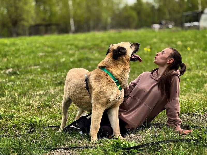 Charly, geb. 04/2023 – sanfter, gutmütiger Riese